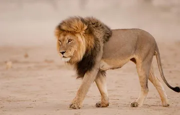 Libaax (Lion): illustration from the Luuqad Animals lesson