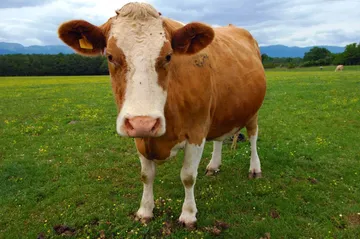 Sac (Cow): illustration from the Luuqad Animals lesson