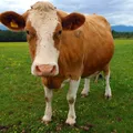 Sac (Cow) illustration from the Luuqad app