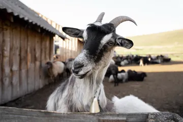 Ri (Goat): illustration from the Luuqad Animals lesson