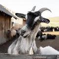 Ri (Goat) illustration from the Luuqad app