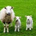Lax (Sheep) illustration from the Luuqad app