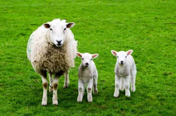 Lax (Sheep): illustration from the Luuqad Animals lesson