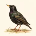 Shimbir (Bird) illustration from the Luuqad app