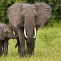 Maroodi (Elephant) illustration from the Luuqad app