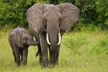 Maroodi (Elephant): illustration from the Luuqad Animals lesson