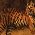 Shabeel (Tiger) illustration from the Luuqad app