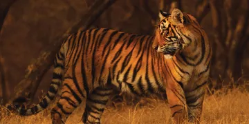 Shabeel (Tiger): illustration from the Luuqad Animals lesson