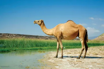 Geel (Camel): illustration from the Luuqad Animals lesson