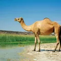 Geel (Camel) illustration from the Luuqad app
